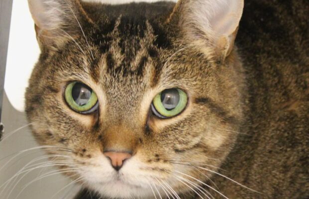 Pet of the Week: Welch at The Champaign County Humane Society Pet of the Week: Welch at The Champaign County Humane Society