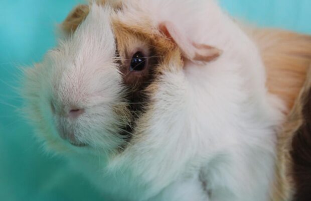 Pet of the Week: Albert from The Champaign Humane Society
