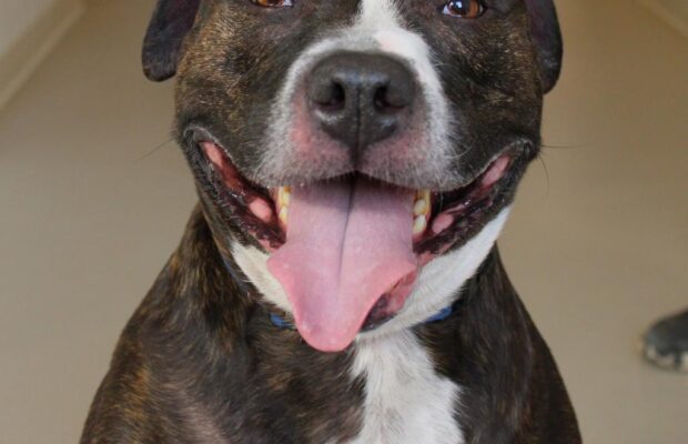 Pet of the Week: Hush at The Champaign County Humane Society Pet of the Week: Hush at The Champaign County Humane Society