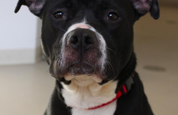 Pet of the Week: Sheeba from the Champaign County Humane Society