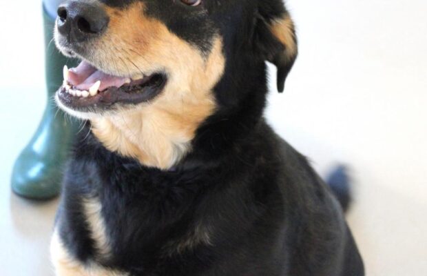 Pet of the Week: Tamela at The Champaign County Humane Society Pet of the Week: Tamela at The Champaign County Humane Society