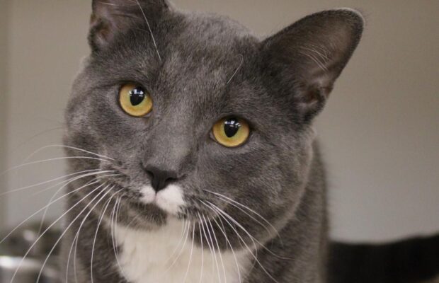 Pet of the Week: Socks from The Champaign County Human Society