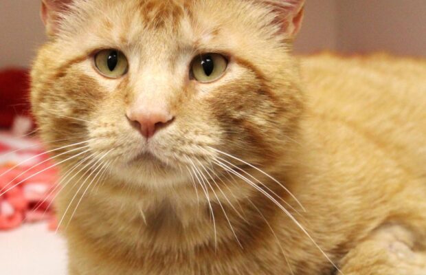 Pet of the Week: Ringo from the Champaign County Humane Society