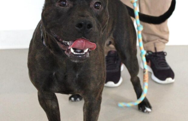 Pet of the Week: Astro from the Champaign County Humane Society Pet of the Week: Astro from the Champaign County Humane Society