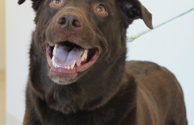 PET OF THE WEEK – Teddy is a wiggly, retriever/chocolate Lab mix PET OF THE WEEK – Teddy is a wiggly, retriever/chocolate Lab mix