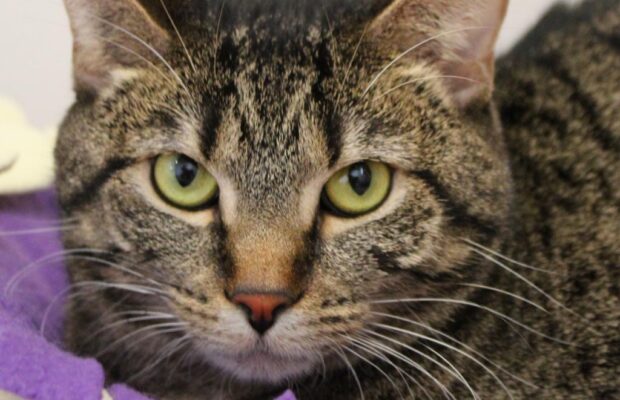 PET OF THE WEEK: Meet Alexandrite, the domestic shorthair PET OF THE WEEK: Meet Alexandrite, the domestic shorthair
