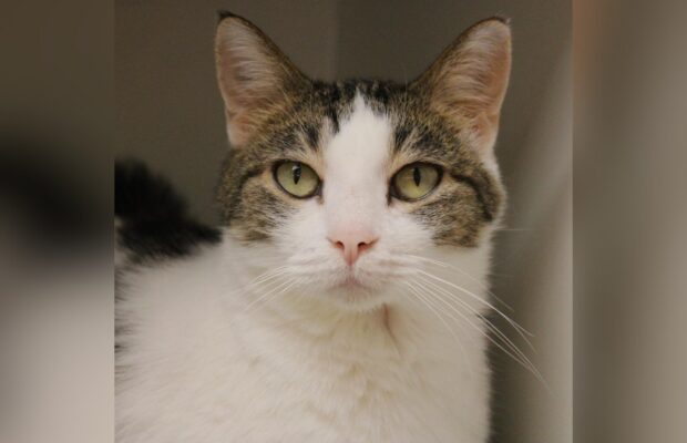 PET OF THE WEEK: This fabulous feline is looking for her fur-ever home and stealing hearts along the way