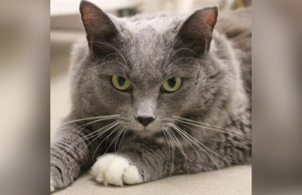 PET OF THE WEEK:  Meet JoJo at the Champaign County Humane Society