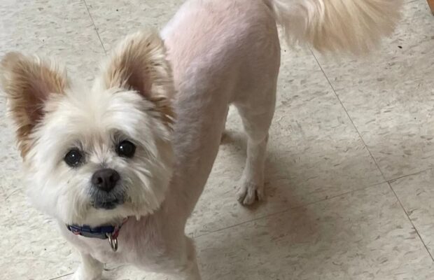 Pet of the Week: Meet Annie, a Westie who just wants to sit in your lap