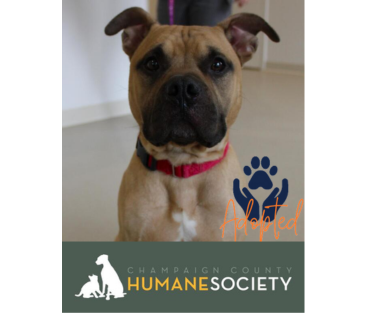 Pet of the Week: Bruno from the Champaign County Humane Society Pet of the Week: Bruno from the Champaign County Humane Society
