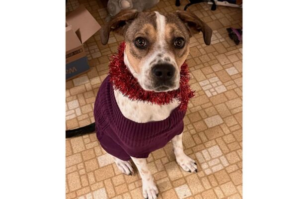 PET OF THE WEEK: Meet Baby, an energetic, perfectly-sized girl