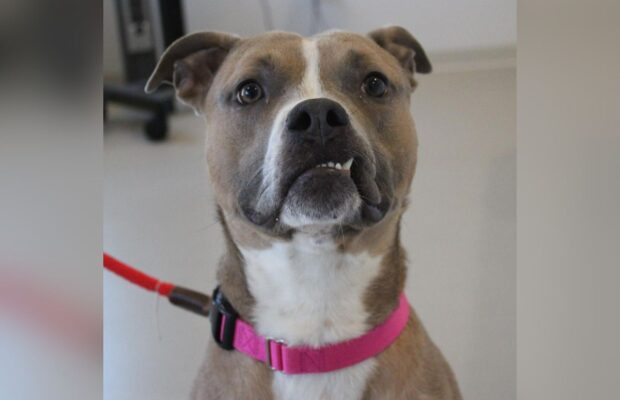 PET OF THE WEEK: Loki is smiling because he wants to be your fur-ever boy