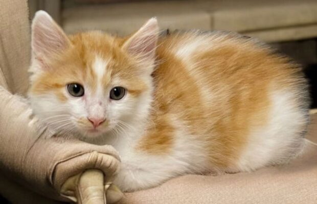 PET OF THE WEEK: Chu Chu talked throughout his visit to the studio