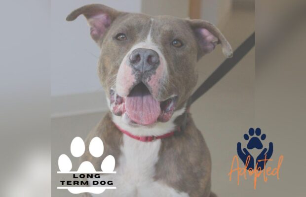 UPDATE: PET OF THE WEEK:  Cody has gone to his fur-ever home!