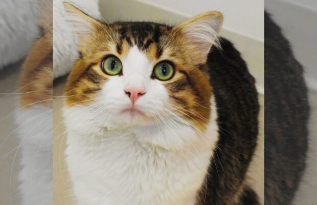 Pet of the Week: Catsnap adoption event held Saturday at Champaign headquarters