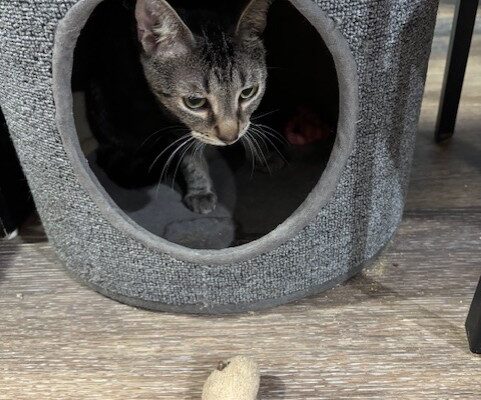 PET OF THE WEEK: We love Danza, the softest grey-and-black tabby PET OF THE WEEK: We love Danza, the softest grey-and-black tabby