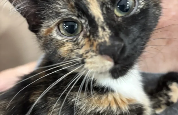 PET OF THE WEEK: We went on the road to Moore’s Rescue Ranch’s Kitty Crib
