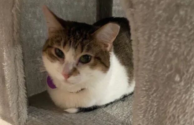 Pet of the Week: Meet Holly; so soft and vocal and loves human touch Pet of the Week: Meet Holly; so soft and vocal and loves human touch