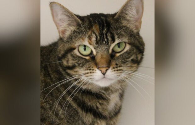 PET OF THE WEEK: Meet Sassy, the sassy domestic shorthair