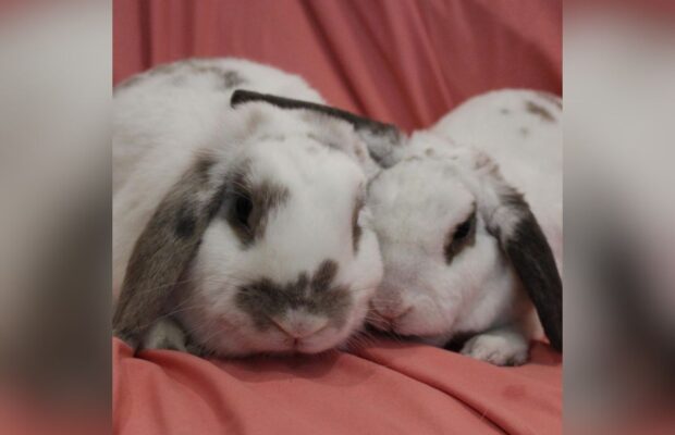 PET OF THE WEEK: Dixie and Trixie, a dynamic bunny duo!