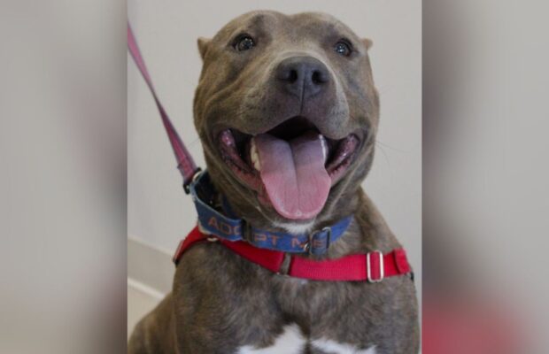PET OF THE WEEK: Meet Rambo, the friendly pitbull mix PET OF THE WEEK: Meet Rambo, the friendly pitbull mix