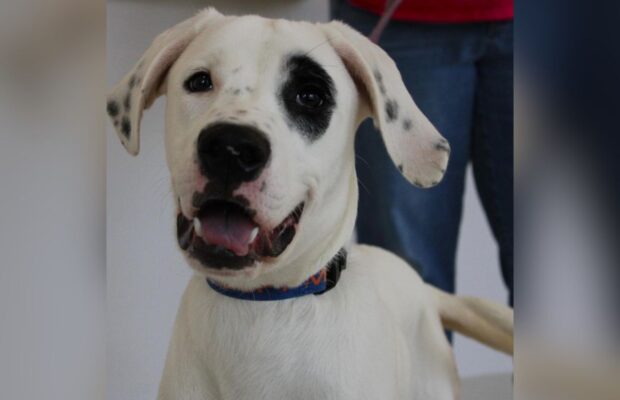 PET OF THE WEEK: Meet Micah, the baby hound