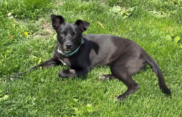 Pet(s) of the Week: This week, two dogs went to their forever homes