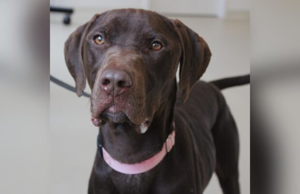 PET OF THE WEEK: Energetic sweetheart seeks active companion; meet today at CCHS PET OF THE WEEK: Energetic sweetheart seeks active companion; meet today at CCHS