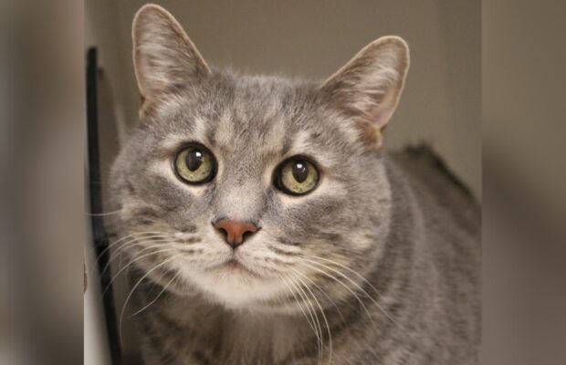 PET OF THE WEEK: This sweet senior wants to be your second in command