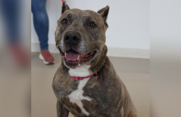 PET OF THE WEEK: Meet majesty, the terrier pitbull PET OF THE WEEK: Meet majesty, the terrier pitbull