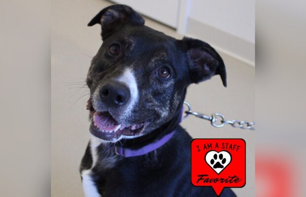 PET OF THE WEEK:  Meet Raven, a staff favorite and long-timer at CCHS