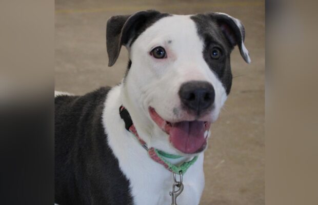 PET OF THE WEEK: Meet Kiara, the ultimate sweetheart looking for her fur-ever home
