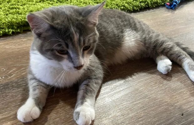 PET OF THE WEEK: Meet Prince Charles (could he be your King?) PET OF THE WEEK: Meet Prince Charles (could he be your King?)