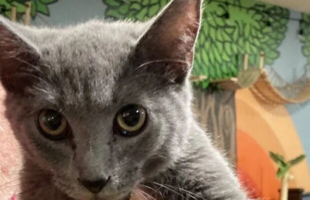 Pet of the Week: Meet Roger and Tommy, the sweetest, softest kittens