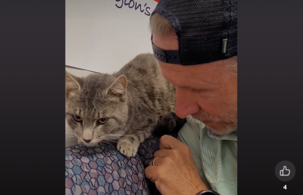 Pet of the Week: Meet Shorty, a special needs cat who just wants a lap