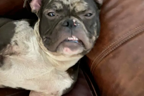 PET OF THE WEEK: Meet Frank, the sweetest, best-behaved boy we’ve had here all week