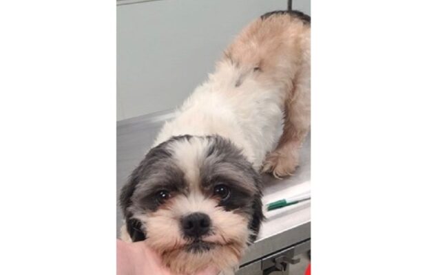 PET OF THE WEEK: Meet Sidney, the sweetest Shih Tzu mix (we didn’t, but we will) PET OF THE WEEK: Meet Sidney, the sweetest Shih Tzu mix (we didn’t, but we will)