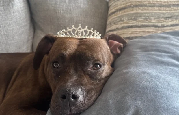 PET OF THE WEEK: Sienna joined our morning team looking for her forever home
