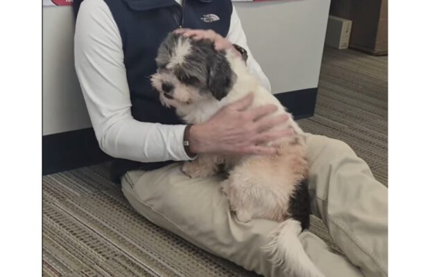 PET OF THE WEEK: Meet Sidney, the cuddly Shih Tzu who we FINALLY got to meet