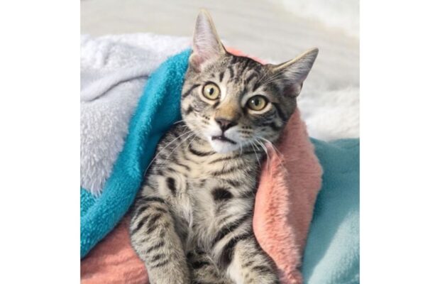 PET OF THE WEEK: Meet Tommy, a grey tabby who checked out every corner of the WIXY studio