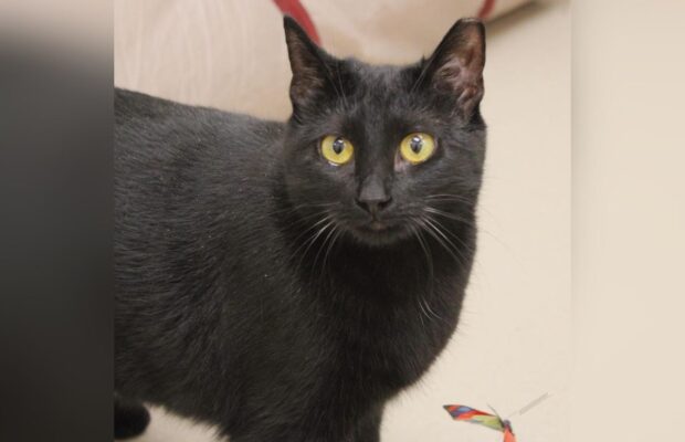 PET OF THE WEEK: Meet Leia, your new furry, friendly feline companion