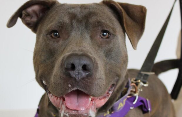 PET OF THE WEEK: Meet Jak Jak, the pitbull-terrier mix PET OF THE WEEK: Meet Jak Jak, the pitbull-terrier mix