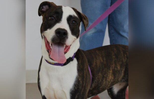 PET OF THE WEEK: Meet Trinity, a terrier-pitbull mix