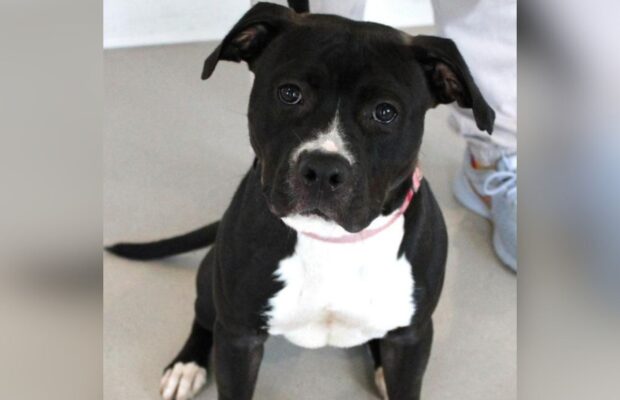 PET OF THE WEEK: Meet Bo, the playful Pitbull Terrier