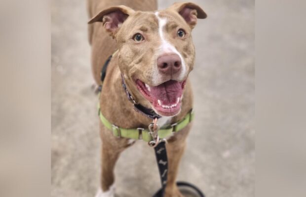 PET OF THE WEEK: Meet Leela, the terrier-pitbull mix PET OF THE WEEK: Meet Leela, the terrier-pitbull mix