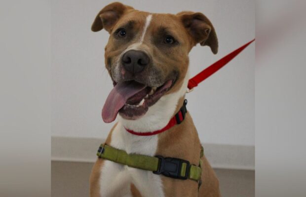 PET OF THE WEEK: Meet Randy, the Pit Bull Retriever-Labrador mix PET OF THE WEEK: Meet Randy, the Pit Bull Retriever-Labrador mix