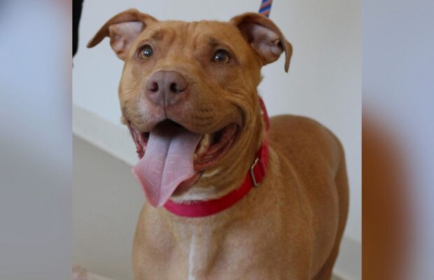 PET OF THE WEEK: Nala is an energetic terrier and pit bull mix PET OF THE WEEK: Nala is an energetic terrier and pit bull mix