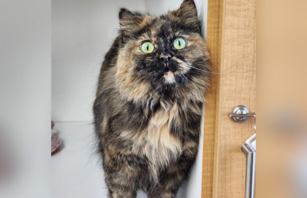 PET OF THE WEEK: Meet Chef, a gorgeous domestic longhair