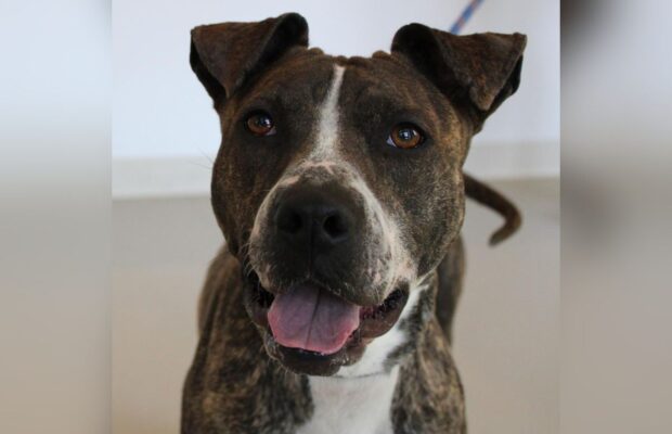 PET OF THE WEEK: Meet Bella, a loving and caring Boxer mix