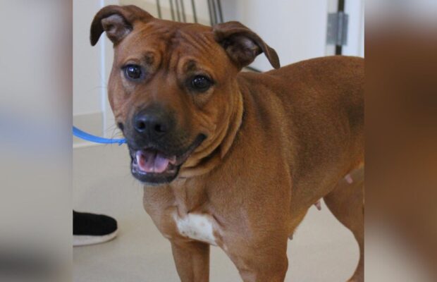 PET OF THE WEEK: Meet Nova, an energetic Pitbull Terrier mix